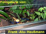 Zur Fotogalerie von Frank -Alu- Hau&szlig;mann
