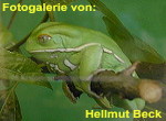 Zur Fotogalerie von Hellmut Beck (Dendrobatenforum.de)