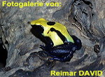 Zur Fotogalerie von Reimar DAVID