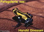 Zur Fotogalerie von Harald Divossen
