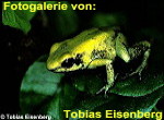 Zur Fotogalerie von Tobias Eisenberg