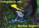 Zur Fotogalerie von Markus Englert