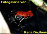 Zur Fotogalerie von Rene De Haas