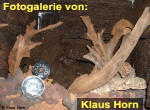 Zur Fotogalerie von Klaus Horn