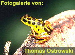 Zur Fotogalerie von Thomas Ostrowski
