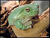 Litoria caerulea